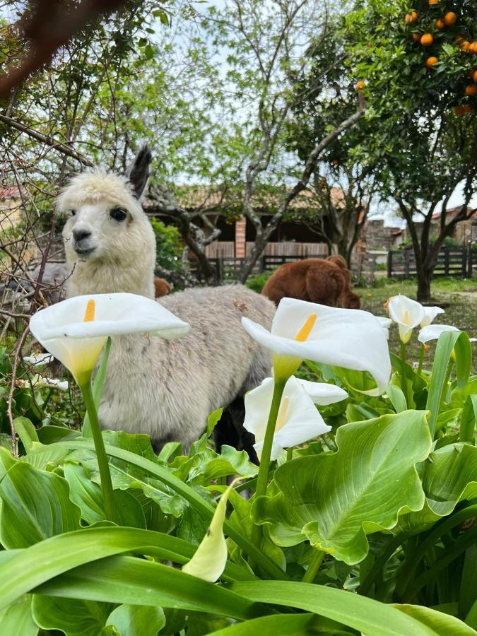Monte Frio Alpacas Villa Nariz Exteriör bild